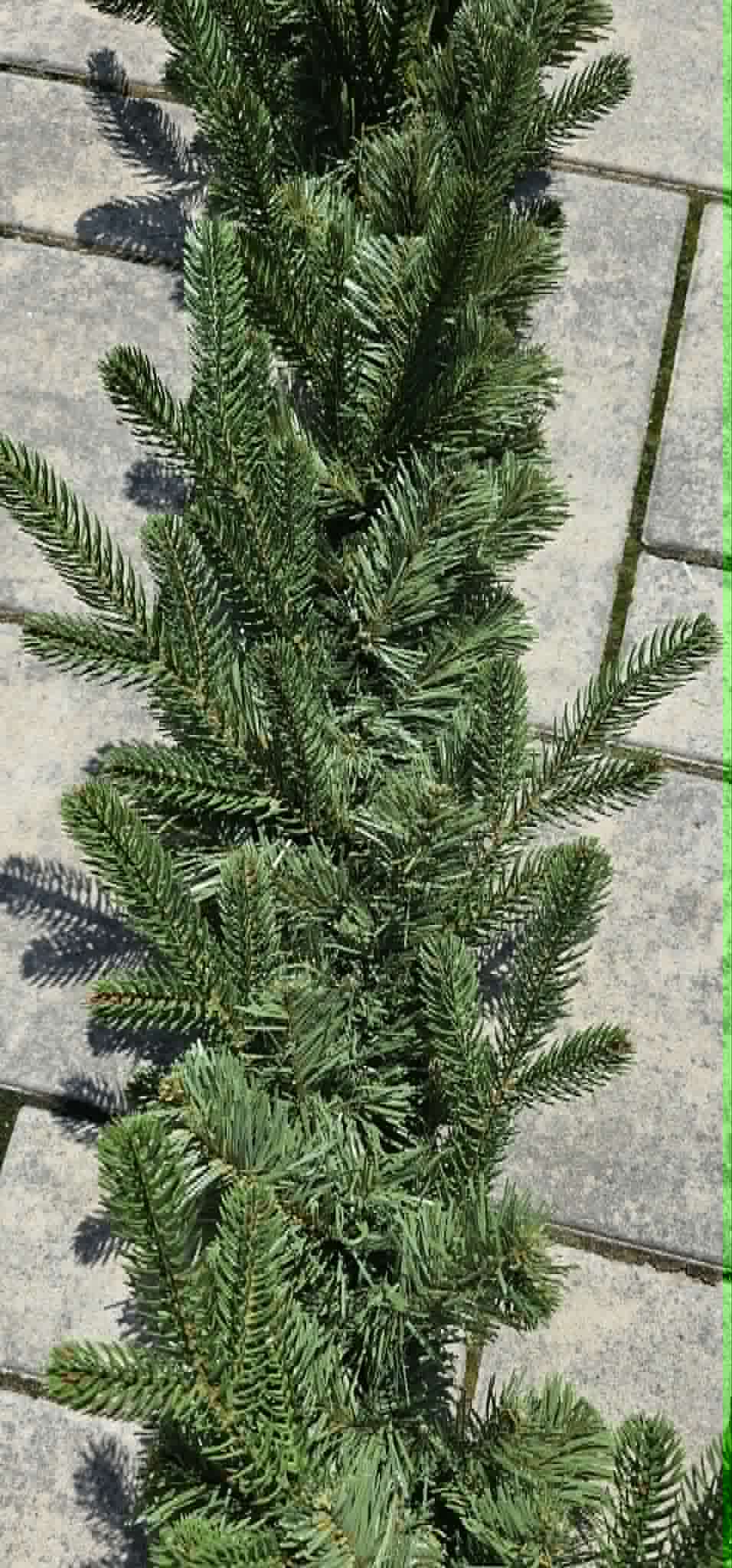 Girlanda NOBILIS - 150 cm